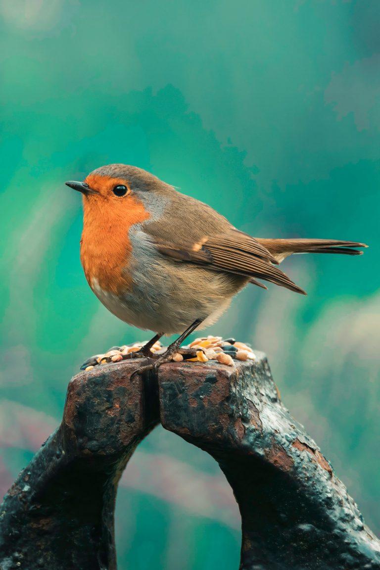 The Living Garden:Smart Bird Feeders & Wildlife