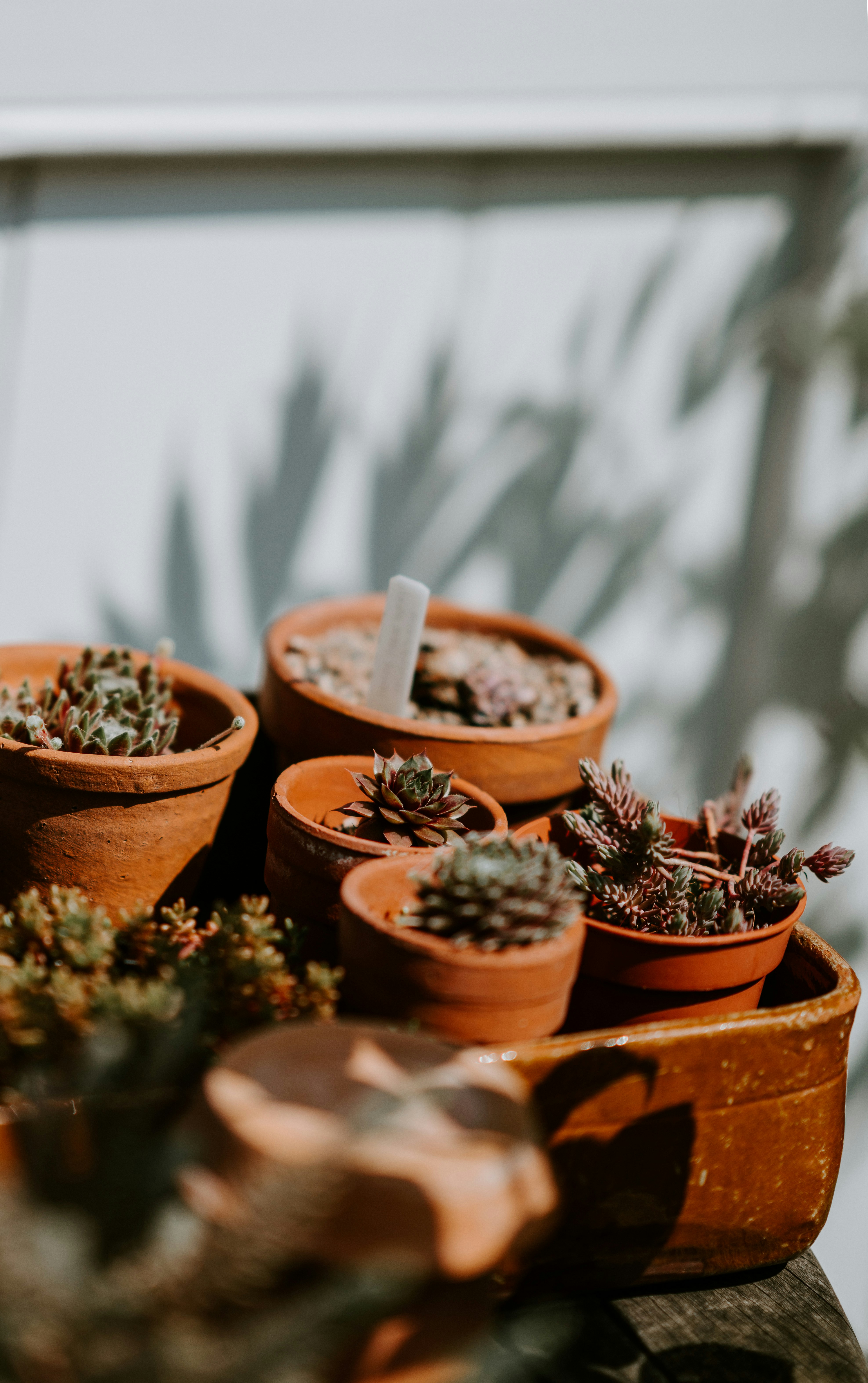 How to Plant &Care for Succulents