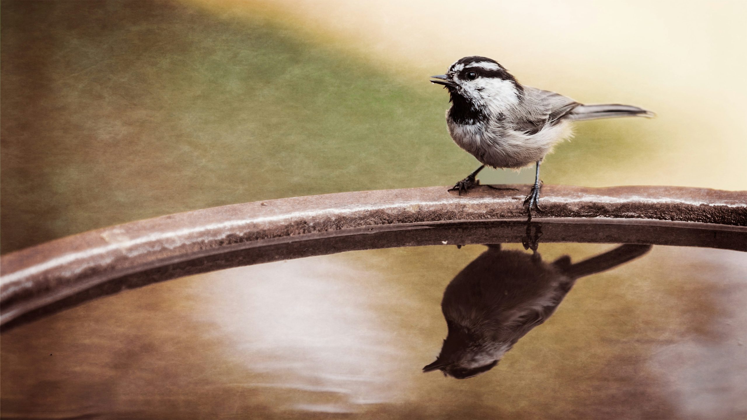 Pedestal birdbath in a garden with birds visiting