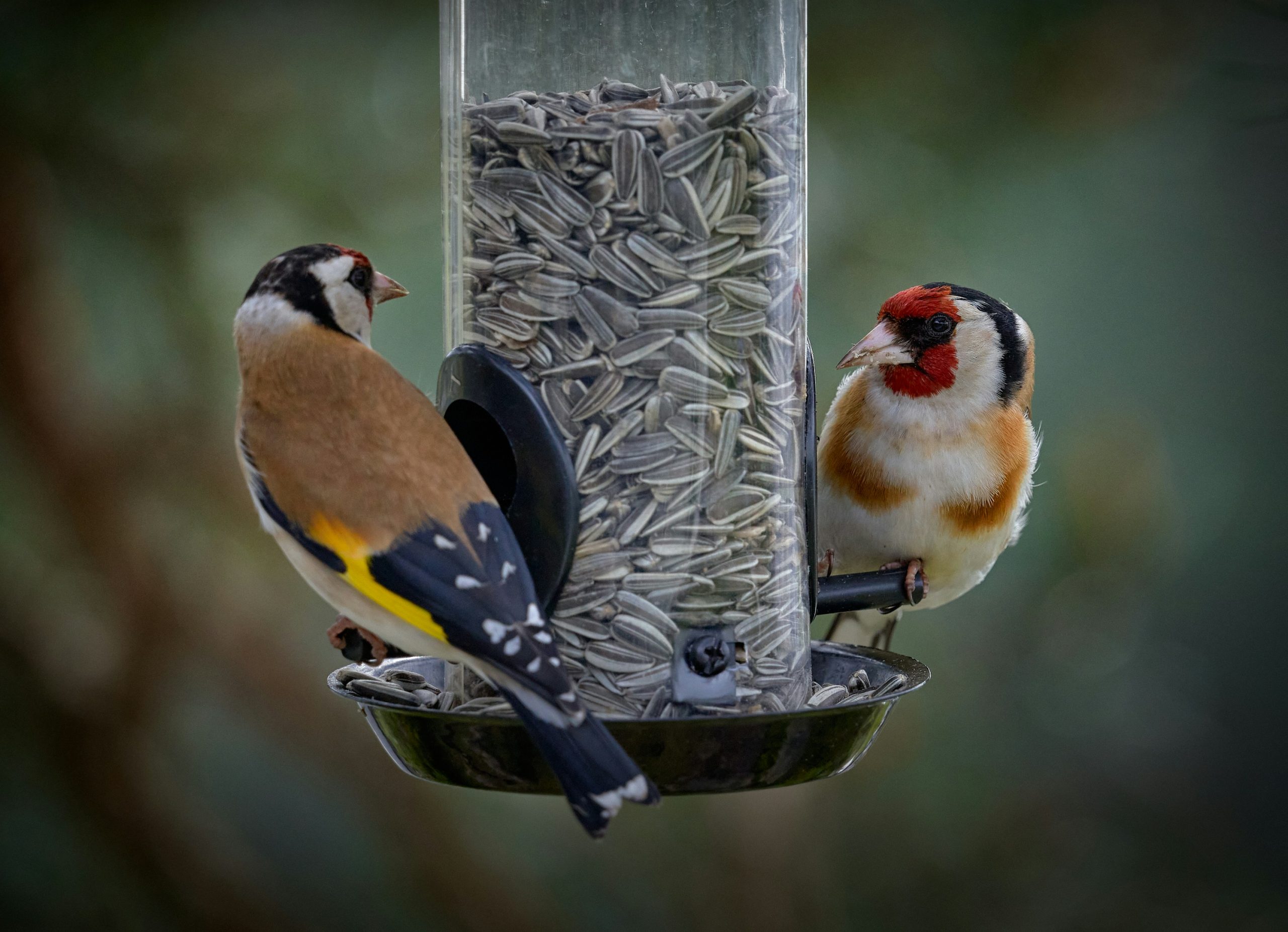 Bird feeder with finches and goldfinches