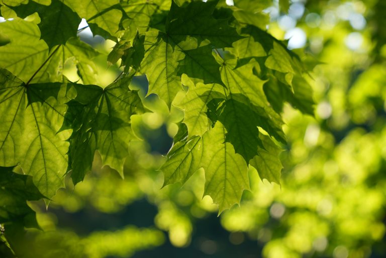 How to Get Some Shade in a Sunny Backyard Without Waiting 20 Years for a Tree