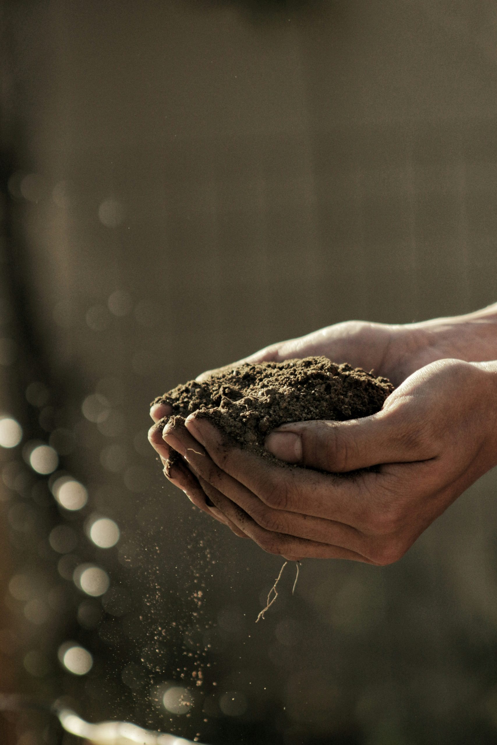 Rich garden soil and plant roots