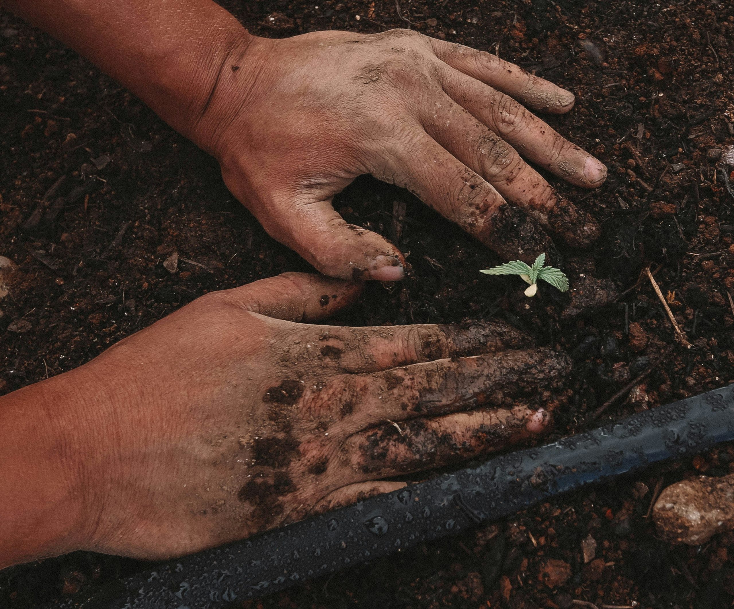 Garden self-care — who tends to you?