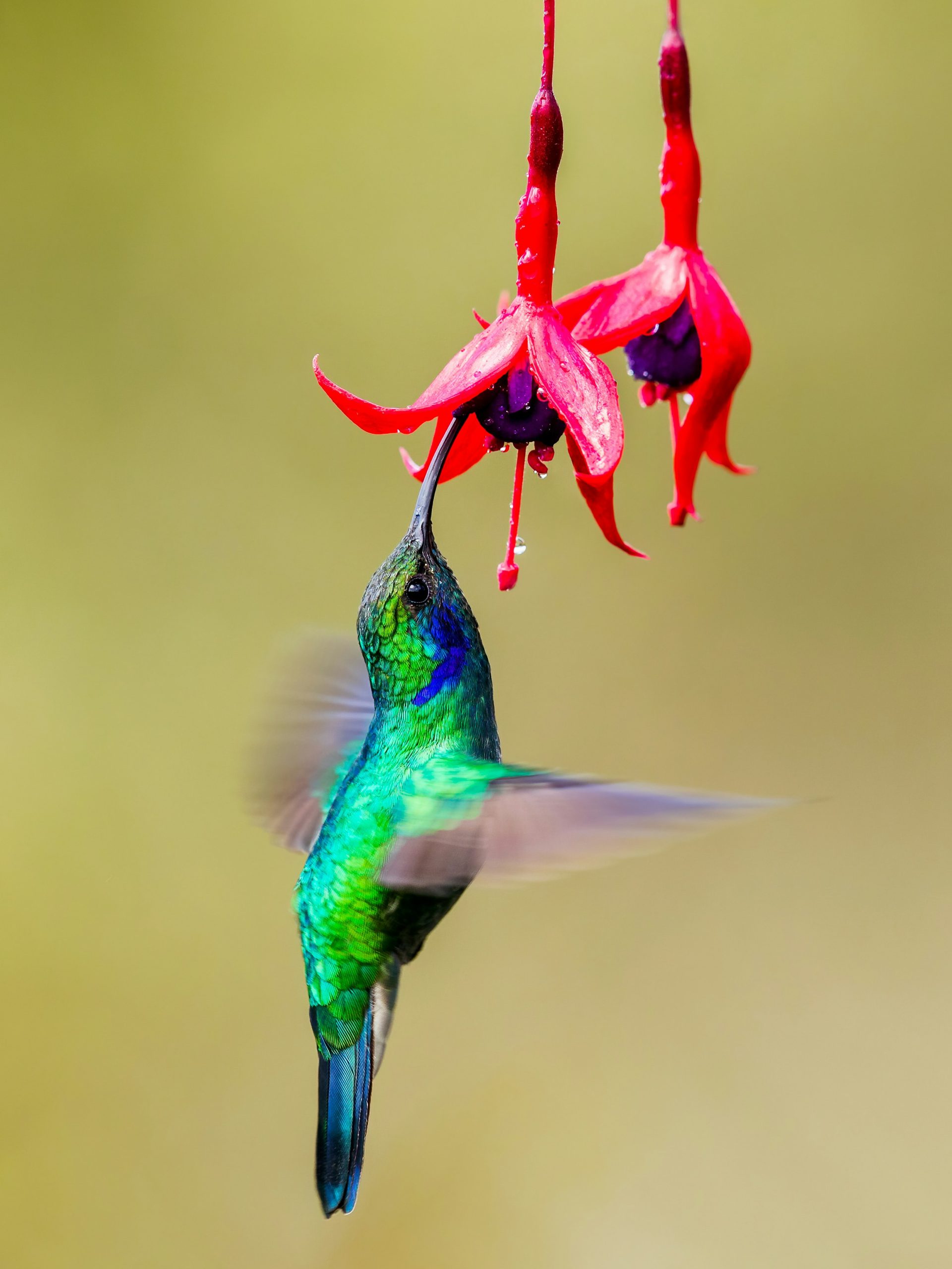 Hummingbird at a red glass feeder in a Zone 9b garden