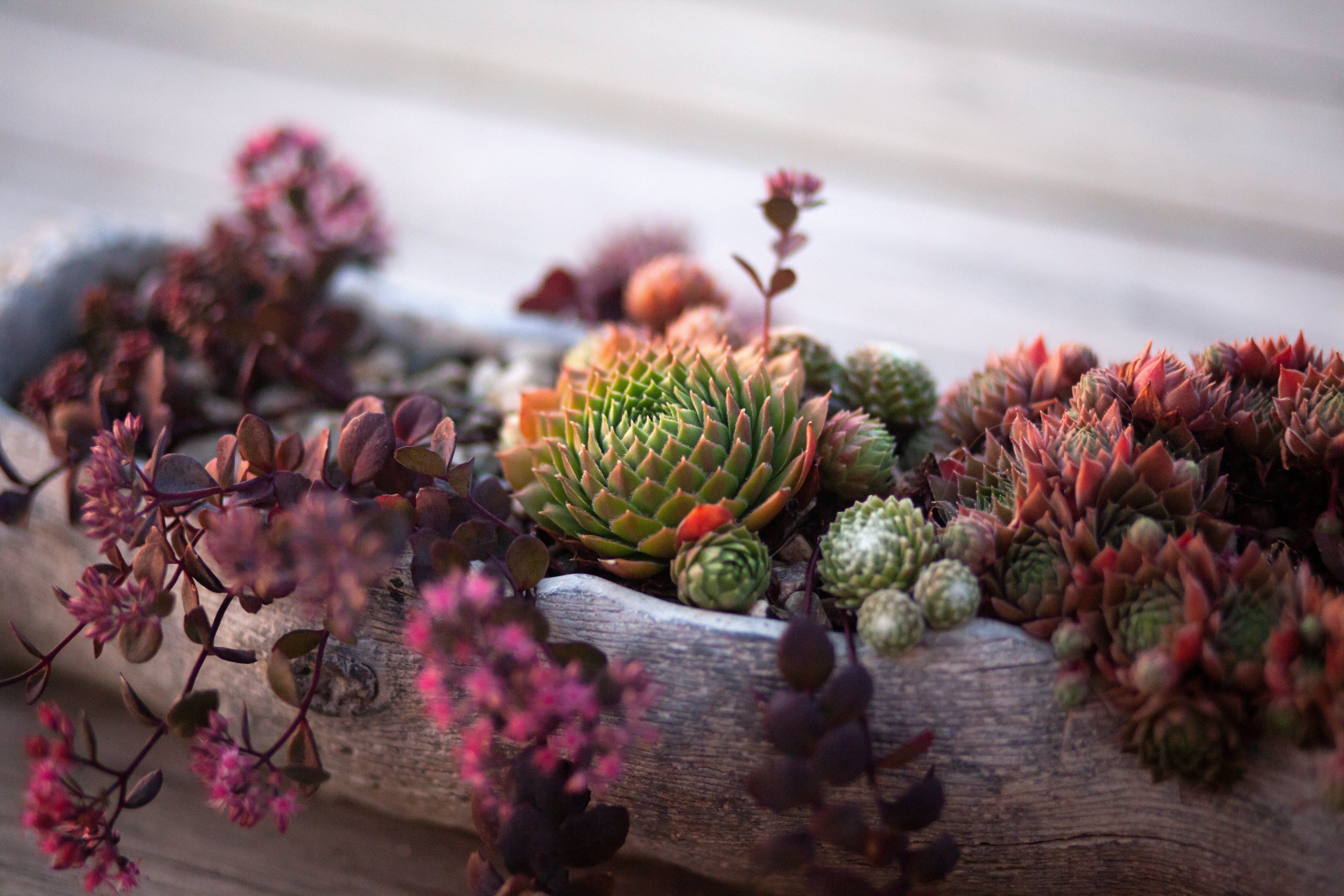 Plants That Forgive You:Succulents & Easy Houseplants