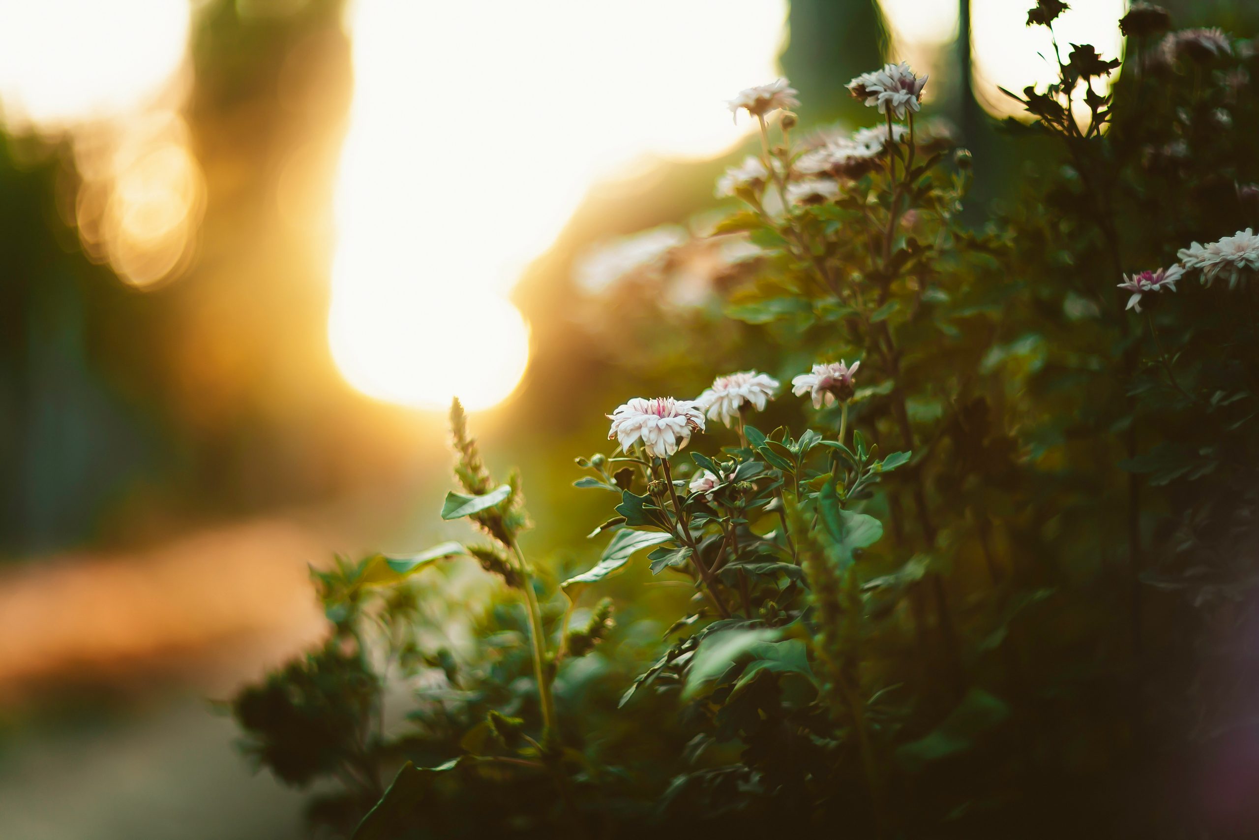 Summer garden essentials — Zone 9 garden guide