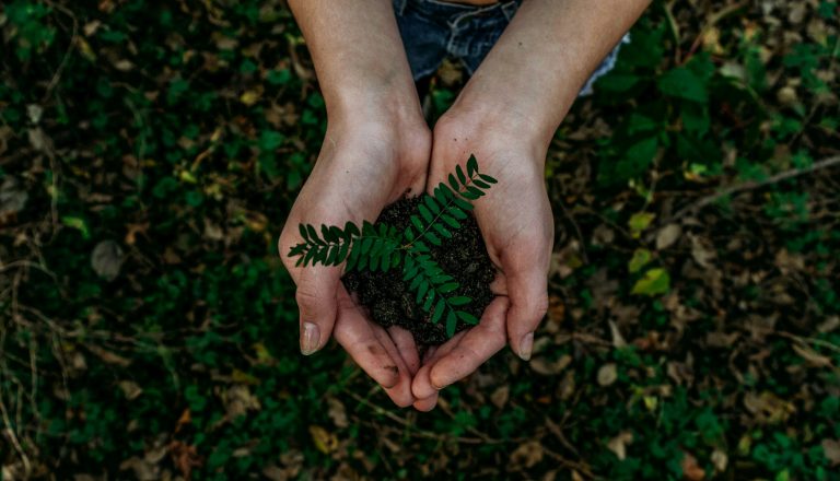 Why Your Nursery Plants Never Look the Same Once They’re Home