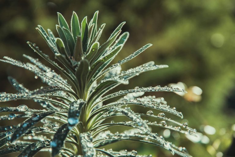 Enjoy Your Garden:Birdbaths, Feeders & More
