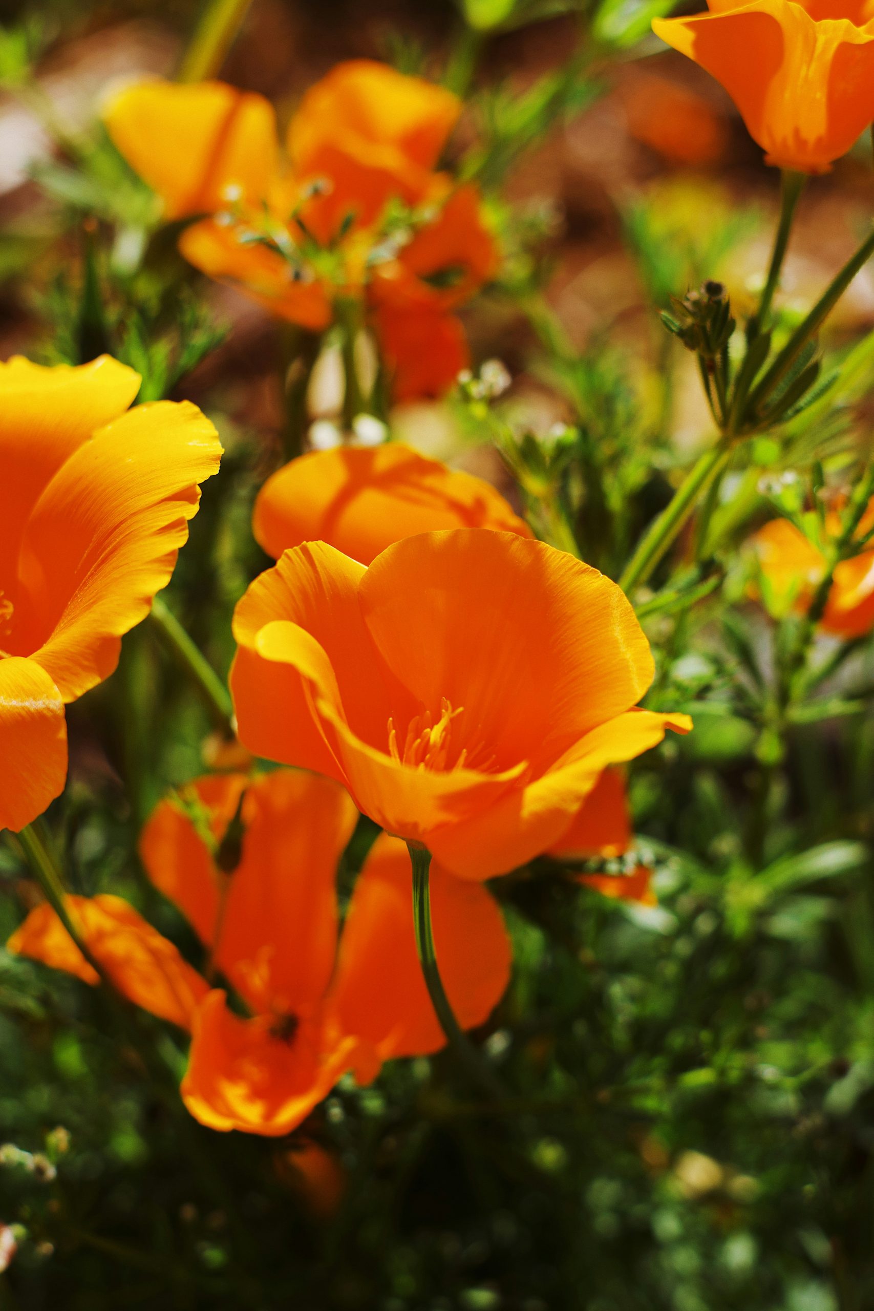 Garden path after cleanup with California poppies