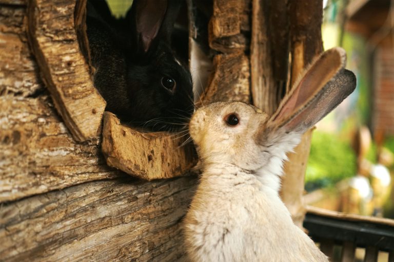 How to Live with Bunnies in Your Yard