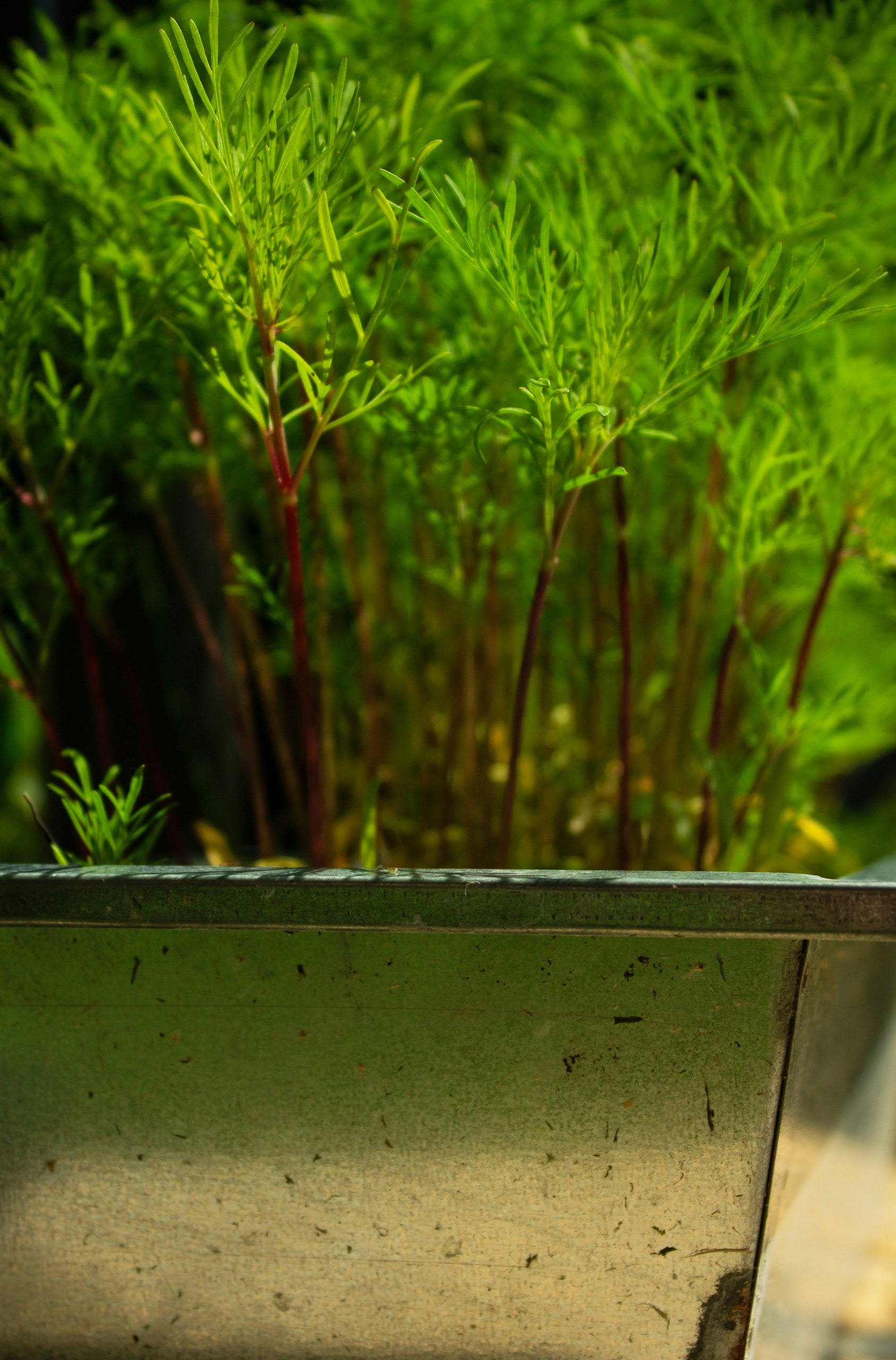 Modern sleek raised planter with greenery on a patio