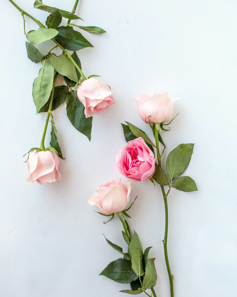 The Complete Rose Care Guide