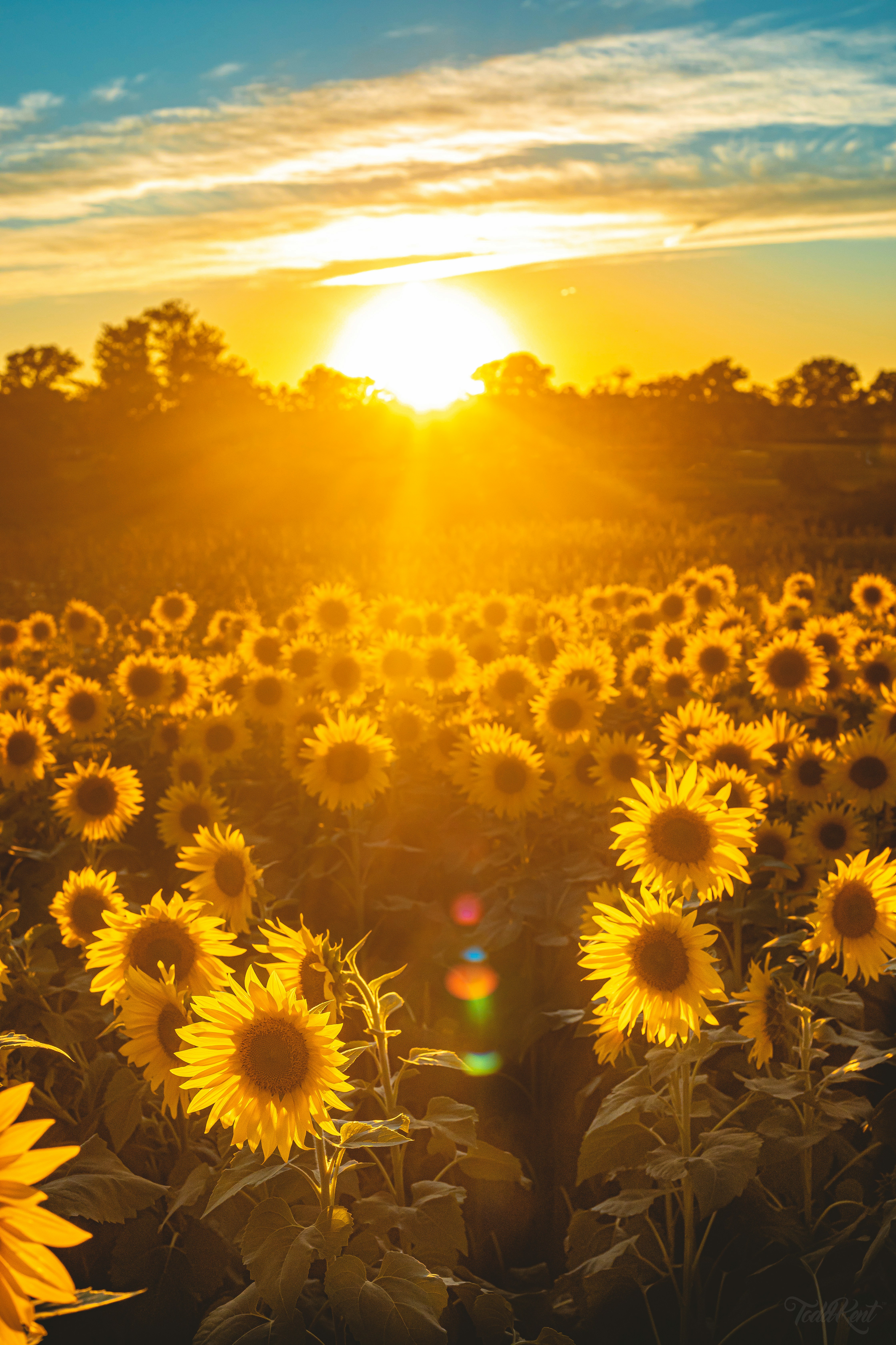 Sun Essentials for Slow Living Summer